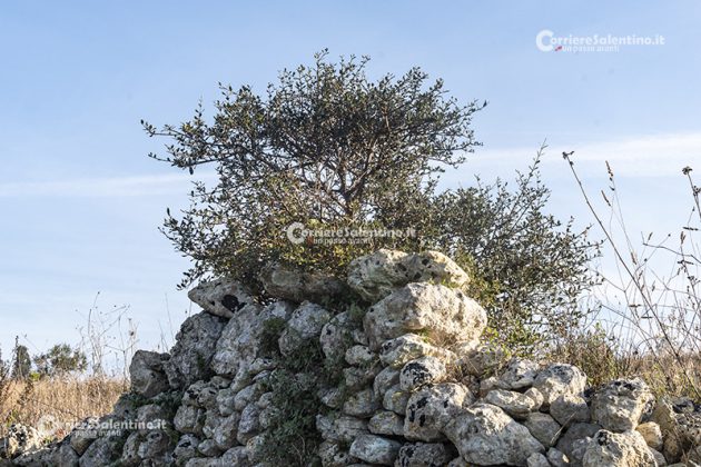 Flora e vegetazione del Salento: L’Olivastro - Corriere Salentino