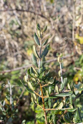 Flora e vegetazione del Salento: L’Olivastro - Corriere Salentino