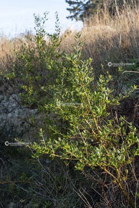 Flora e vegetazione del Salento: L’Olivastro - Corriere Salentino