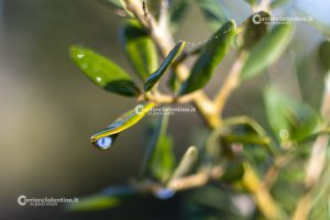 Flora e vegetazione del Salento: L’Olivastro - Corriere Salentino