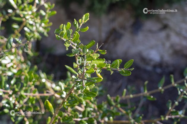 Flora e vegetazione del Salento: L’Olivastro - Corriere Salentino