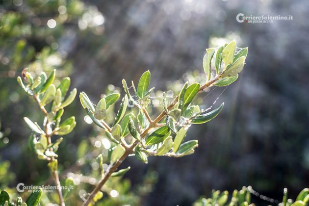 Flora e vegetazione del Salento: L’Olivastro - Corriere Salentino
