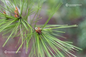 Flora e vegetazione del Salento: Il pino d’Aleppo - Corriere Salentino