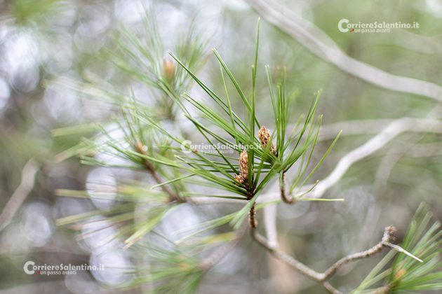 Flora e vegetazione del Salento: Il pino d’Aleppo - Corriere Salentino