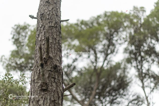 Flora e vegetazione del Salento: Il pino d’Aleppo - Corriere Salentino