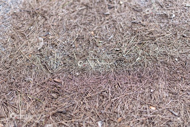 Flora e vegetazione del Salento: Il pino d’Aleppo - Corriere Salentino