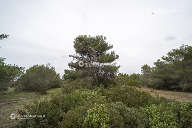 Flora e vegetazione del Salento: Il pino d’Aleppo - Corriere Salentino