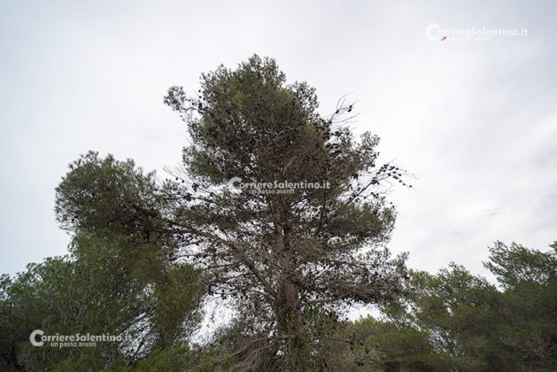 Flora e vegetazione del Salento: Il pino d’Aleppo - Corriere Salentino