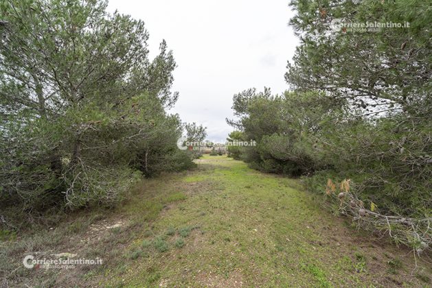 Flora e vegetazione del Salento: Il pino d’Aleppo - Corriere Salentino