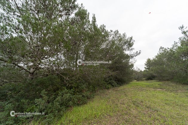 Flora e vegetazione del Salento: Il pino d’Aleppo - Corriere Salentino