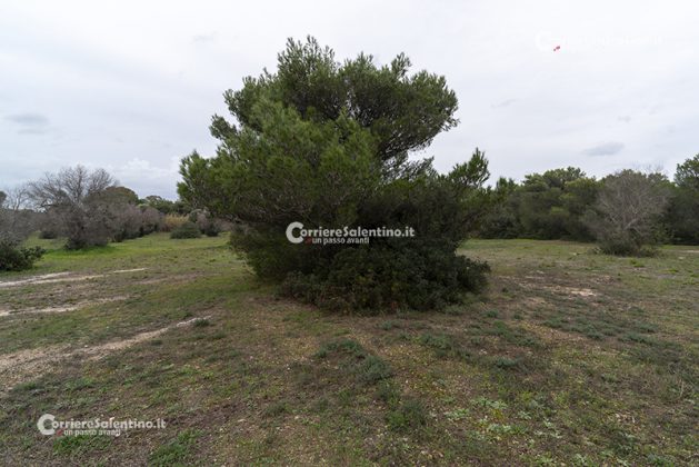 Flora e vegetazione del Salento: Il pino d’Aleppo - Corriere Salentino