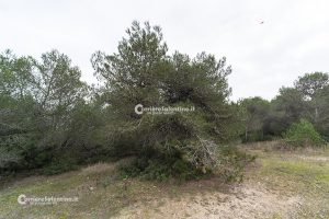 Flora e vegetazione del Salento: Il pino d’Aleppo - Corriere Salentino