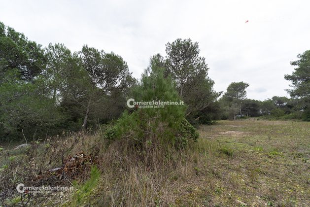 Flora e vegetazione del Salento: Il pino d’Aleppo - Corriere Salentino