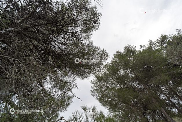 Flora e vegetazione del Salento: Il pino d’Aleppo - Corriere Salentino