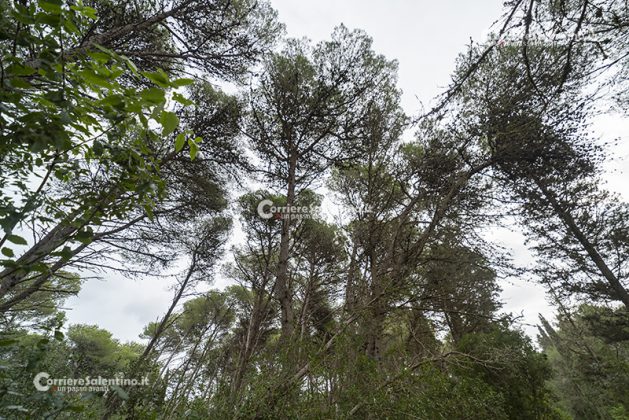 Flora e vegetazione del Salento: Il pino d’Aleppo - Corriere Salentino