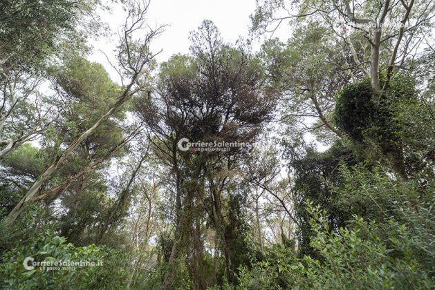 Flora e vegetazione del Salento: Il pino d’Aleppo - Corriere Salentino
