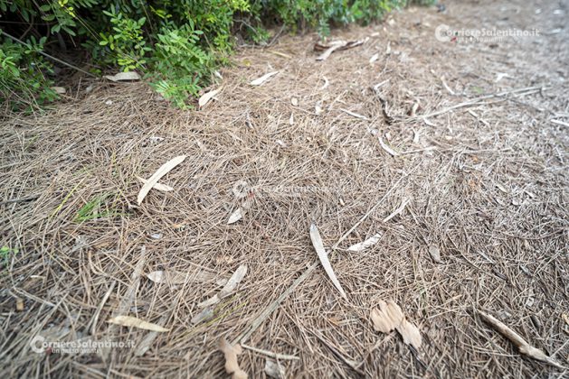 Flora e vegetazione del Salento: Il pino d’Aleppo - Corriere Salentino