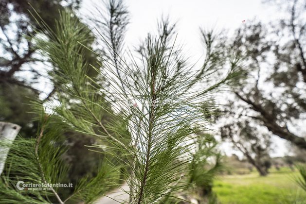 Flora e vegetazione del Salento: Il pino d’Aleppo - Corriere Salentino