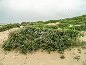Flora e vegetazione del Salento: Il Rosmarino - Corriere Salentino