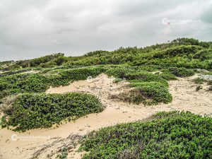 Flora e vegetazione del Salento: Il Rosmarino - Corriere Salentino