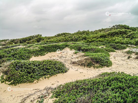 Flora e vegetazione del Salento: Il Rosmarino - Corriere Salentino