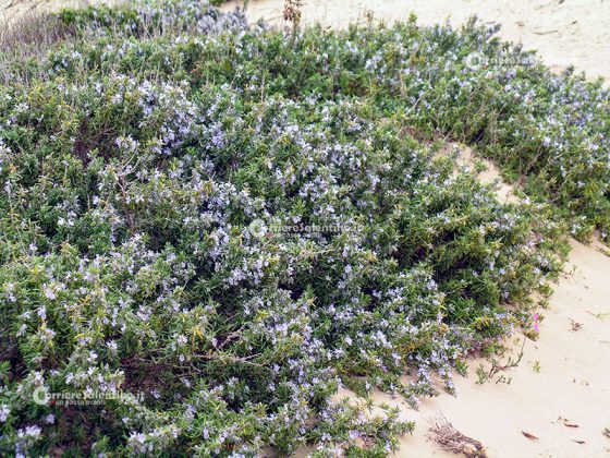 Flora e vegetazione del Salento: Il Rosmarino - Corriere Salentino