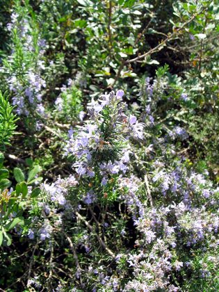 Flora e vegetazione del Salento: Il Rosmarino - Corriere Salentino