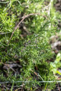 Flora e vegetazione del Salento: Il Rosmarino - Corriere Salentino