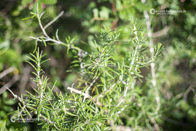 Flora e vegetazione del Salento: Il Rosmarino - Corriere Salentino