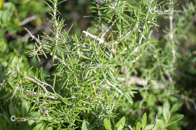 Flora e vegetazione del Salento: Il Rosmarino - Corriere Salentino