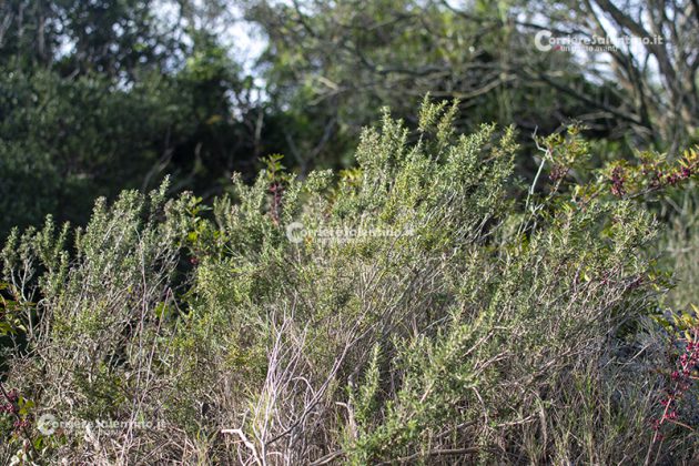 Flora e vegetazione del Salento: Il Rosmarino - Corriere Salentino