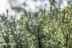 Flora e vegetazione del Salento: Il Rosmarino - Corriere Salentino