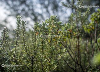 Eccellenze gastronomiche salentine: rosmarino