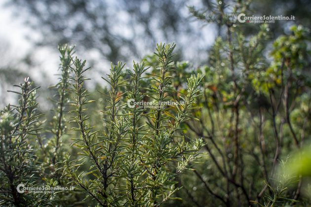 Flora e vegetazione del Salento: Il Rosmarino - Corriere Salentino