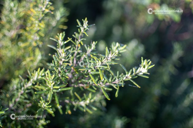 Flora e vegetazione del Salento: Il Rosmarino - Corriere Salentino