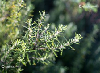 Flora e vegetazione del Salento: Il Rosmarino