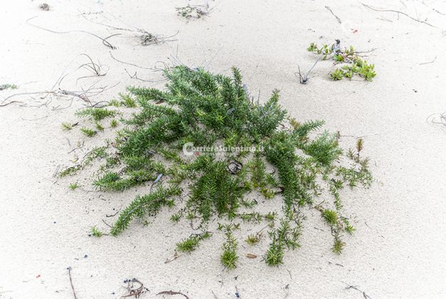 Flora e vegetazione del Salento: Il Rosmarino - Corriere Salentino