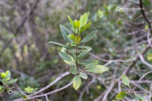 Flora e vegetazione del Salento: Alaterno - Corriere Salentino