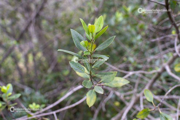 Flora e vegetazione del Salento: Alaterno - Corriere Salentino