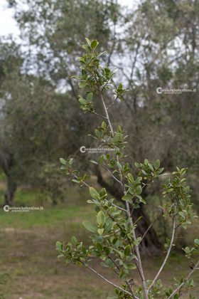 Flora e vegetazione del Salento: Alaterno - Corriere Salentino