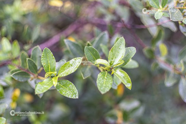 Flora e vegetazione del Salento: Alaterno - Corriere Salentino