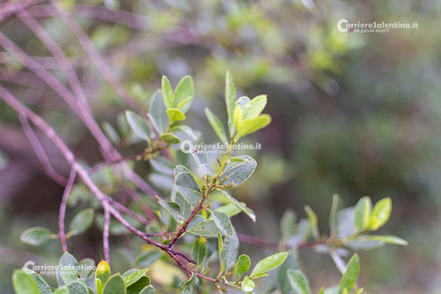 Flora e vegetazione del Salento: Alaterno - Corriere Salentino