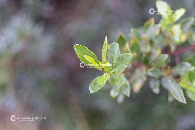 Flora e vegetazione del Salento: Alaterno - Corriere Salentino