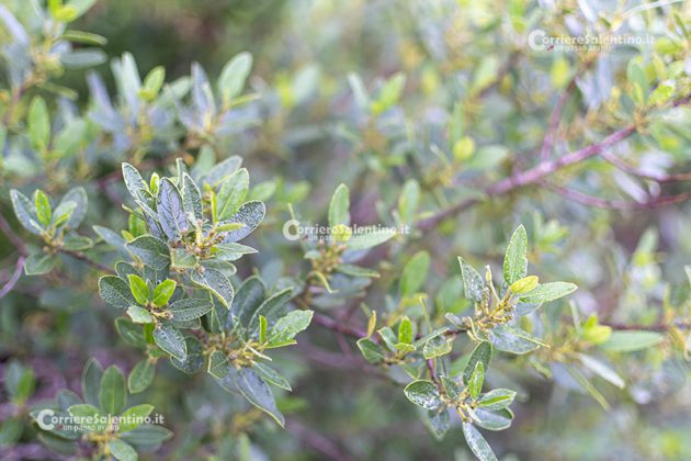 Flora e vegetazione del Salento: Alaterno - Corriere Salentino