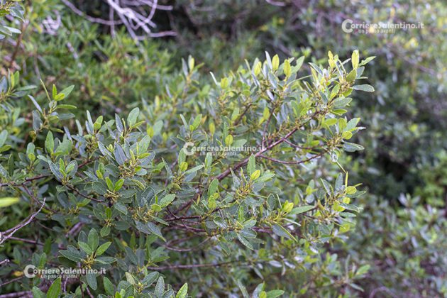 Flora e vegetazione del Salento: Alaterno - Corriere Salentino