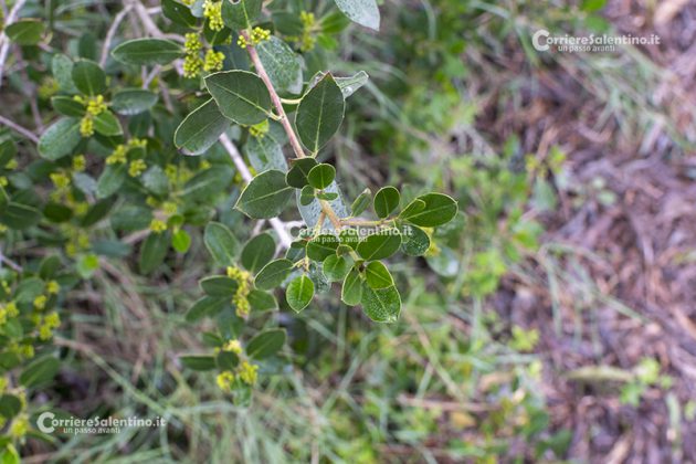 Flora e vegetazione del Salento: Alaterno - Corriere Salentino