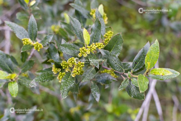 Flora e vegetazione del Salento: Alaterno - Corriere Salentino