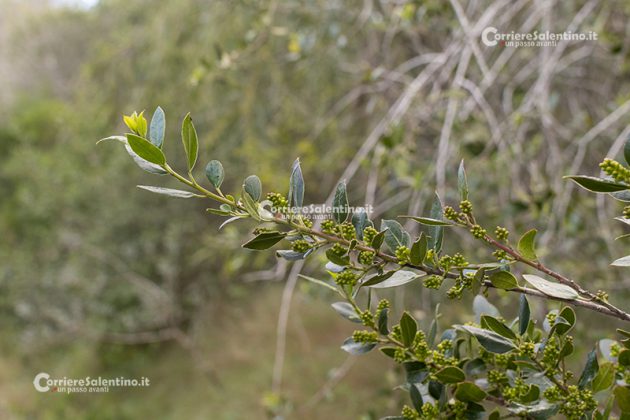 Flora e vegetazione del Salento: Alaterno - Corriere Salentino
