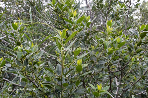 Flora e vegetazione del Salento: Alaterno - Corriere Salentino