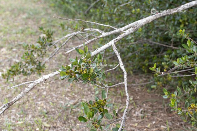 Flora e vegetazione del Salento: Alaterno - Corriere Salentino